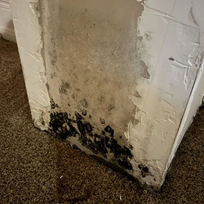 Professional Mold Removal in Jefferson Davis Parish, LA
